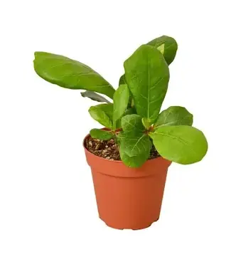 Ficus Fiddle-Leaf Fig 4in