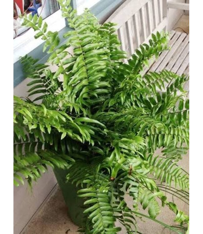 HB Fern Macho  10" Hanging Basket