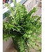 HB Fern Macho  10" Hanging Basket