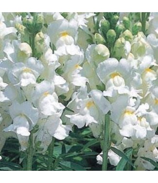 Snapdragon, Speedy Sonnet White3.5"