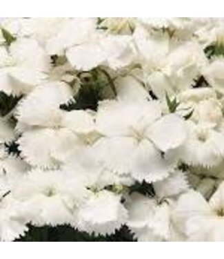 Dianthus, White Coronet  3.5"