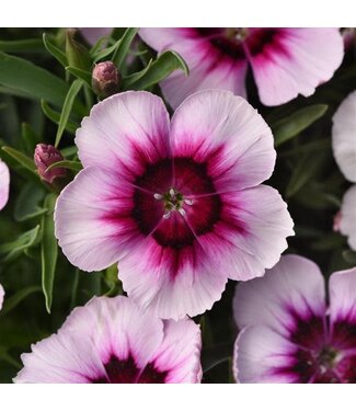 Dianthus, White Purple Eye Coronet   3.5"