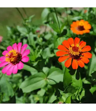 Zinnia Asst 6.5"