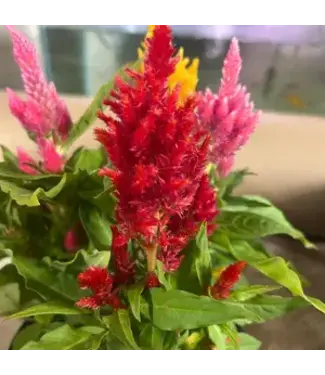 Celosia 6.5"