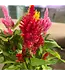 Celosia 6.5"