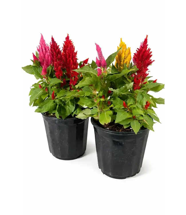 Celosia 6.5"