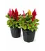 Celosia 6.5"