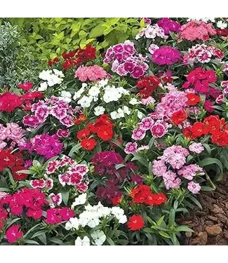 The Plant Shoppe Dianthus 6.5"