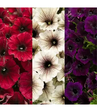 Proven Winner Petunia Asst 1qt  PW