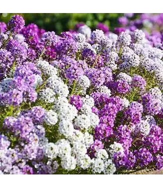 Sweet Alyssum (Lobularia) 1qt