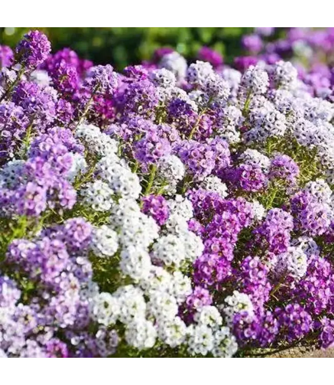 Sweet Alyssum (Lobularia) 1qt