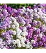 Sweet Alyssum (Lobularia) 1qt