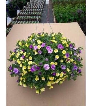 Proven Winner HB Calibrachoa 'Million Bell' 10" Hanging Basket PW