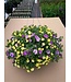 Proven Winner HB Calibrachoa 'Million Bell' 10" Hanging Basket PW