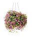 Proven Winner HB Calibrachoa 'Million Bell' 10" Hanging Basket PW