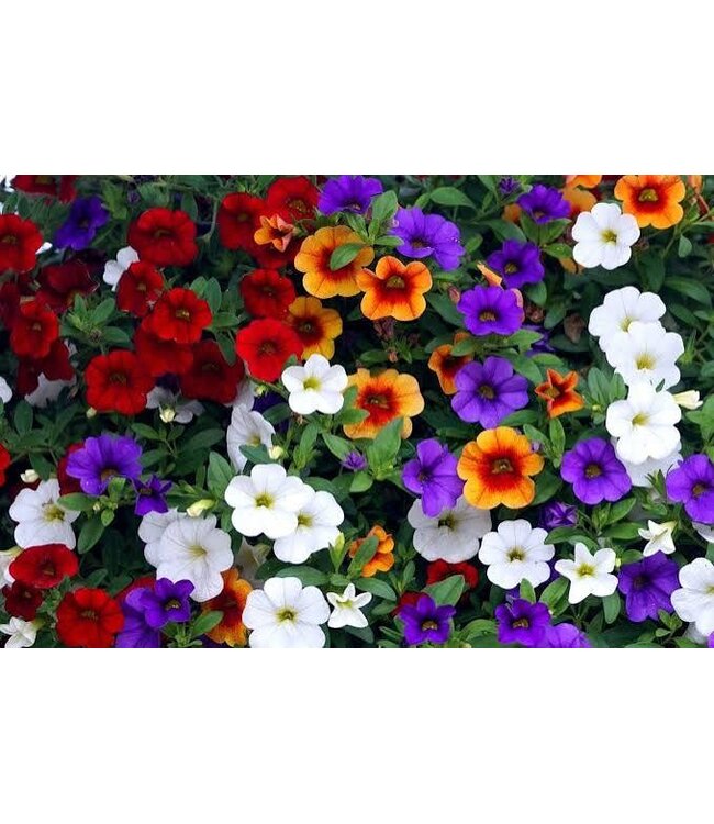 Proven Winner HB Calibrachoa 'Million Bell' 10" Hanging Basket PW