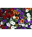 Proven Winner HB Calibrachoa 'Million Bell' 10" Hanging Basket PW