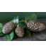 Bronze Pine Cone Large