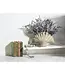 Fan Shell Planter
