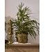 Accent Decor Winter Forest Planter