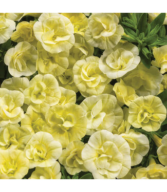 Proven Winner Calibrachoa Double Chiffon PW 1Q
