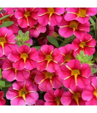 Proven Winner Calibrachoa Cherry Star PW 1Q