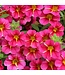 Proven Winner Calibrachoa Cherry Star PW 1Q