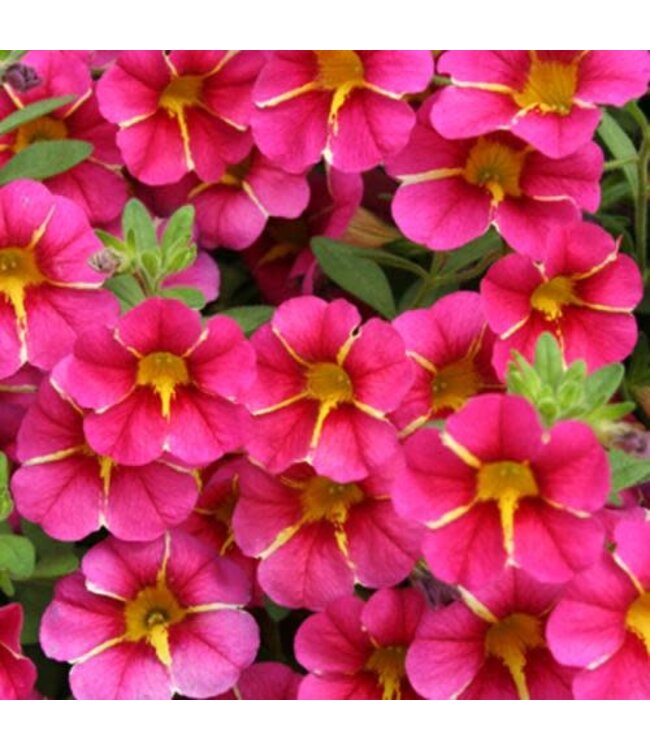 Proven Winner Calibrachoa Cherry Star PW 1Q