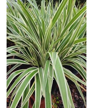 Flaxlily 'Dianella' 3G