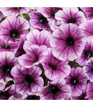 Proven Winner Petunia Supertunia Bordeaux 1qt  PW
