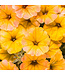 Proven Winner Petunia Supertunia Honey 1qt  PW