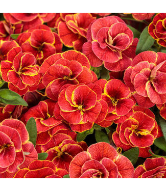 Calibrachoa 'Double Redstone PW 1q
