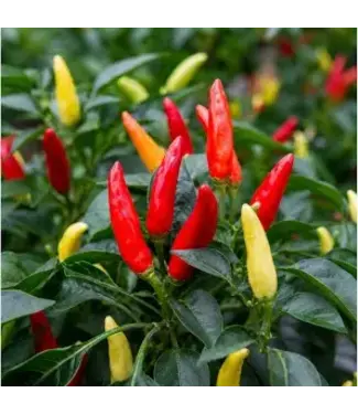 Tabasco Pepper 1G