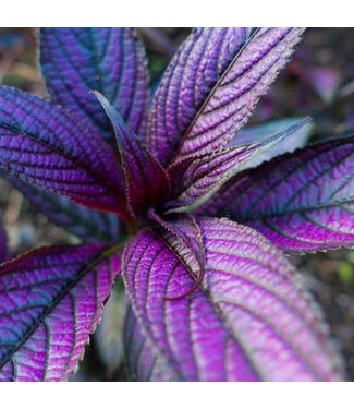 Persian Shield 1G
