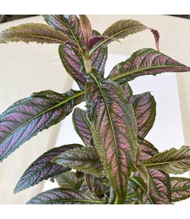 Persian Shield 1G