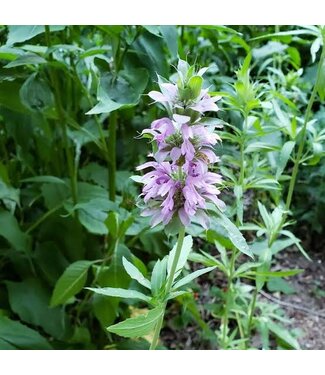 Lemon Bee Balm 3"