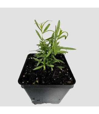 Tarragon, French 3"