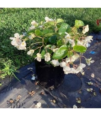 Begonia Whopper Asst 1 gal