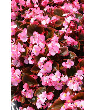 Cocktail Begonia Asst Colors 1G
