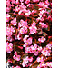 Cocktail Begonia Asst Colors 1G