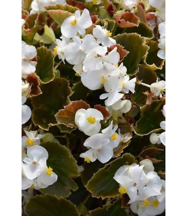 Cocktail Begonia Asst Colors 1G