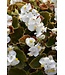 Cocktail Begonia Asst Colors 1G