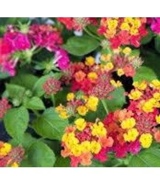 Proven Winner Lantana Asst  1Q