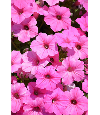 Proven Winner Petunia supertunia Bubble Gum 1G PW