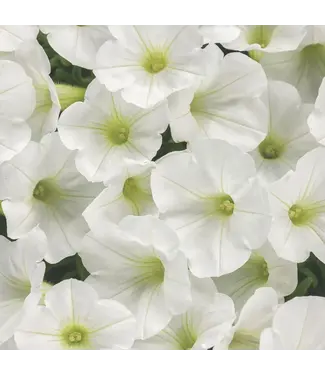 Petunia Supertunia Snowdrift 1G PW