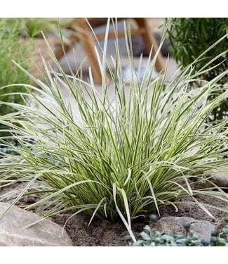 LOMANDRA PLATINUM BEAUTY 1G