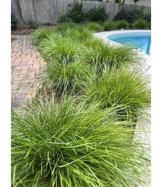LOMANDRA BREEZE 1G