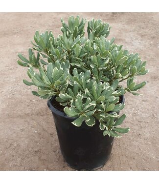 Pittosporum Variegated – 3 gal.