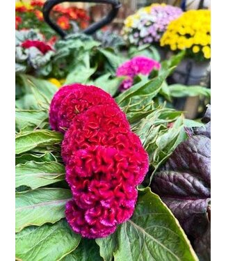 Celosia Brainiac 6"