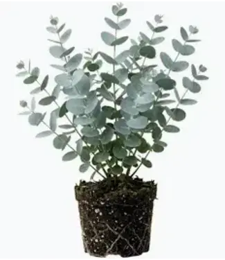 Eucalyptus 6"